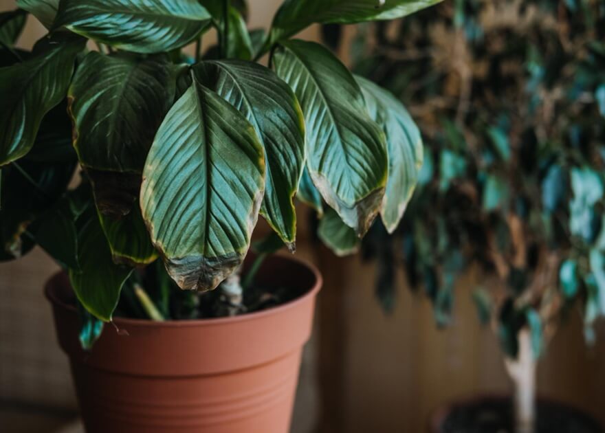 Zgnilizna korzeni - objawy